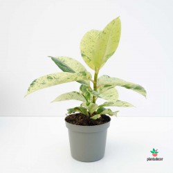 Ficus Elastica Shivereana Variegada