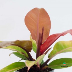 Philodendron ‘Prince Of Orange’ M-11