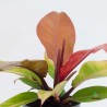 Philodendron ‘Prince Of Orange’ M-12