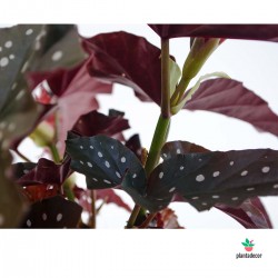 Begonia Maculata 'Black Forest' Cuidados