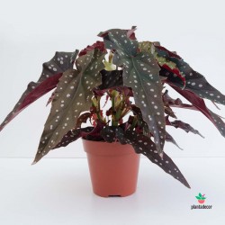 Begonia Maculata 'Black Forest'