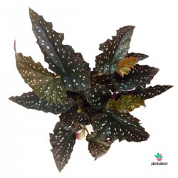 Begonia Lunares Negros Online
