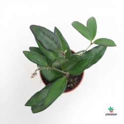 Hoya cv. Rosita mini