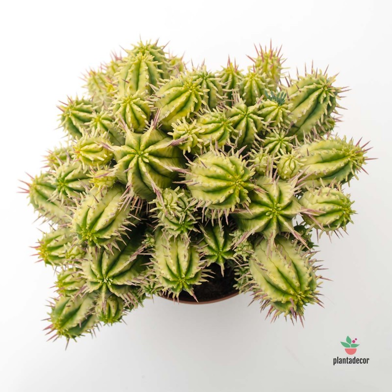 Euphorbia Aggregata f. Variegata