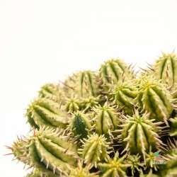 Euphorbia Variegata