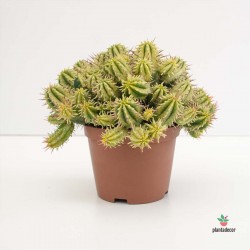 Comprar Euphorbia Aggregata Variegata