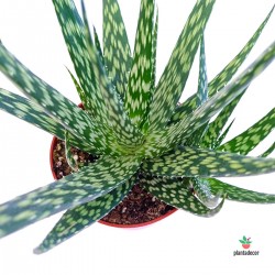 Comprar Aloe Humilis 'Kiowa'