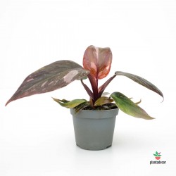Philodendron Pink Princess "Marble" 'Mini'