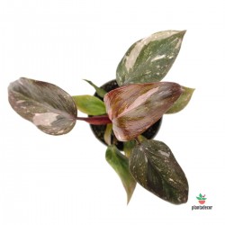 Philodendron Rosa Princess "Marble" 'Mini'