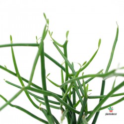 Euphorbia Turicalli Online