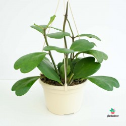 Hoya Kerrii Planta