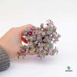 Callisia Repens "Rosato Purple"