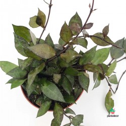 Hoya Krohniana Black Leaves