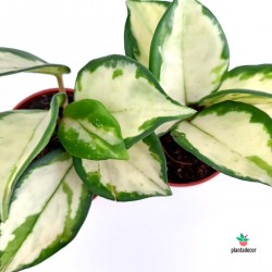 Hoya Carnosa Tricolor "Cream"