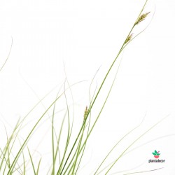 Carex Planta Comprar