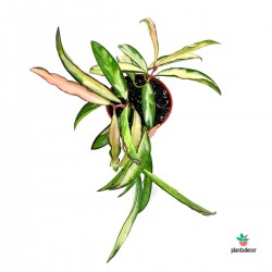 Planta Hoya Wayetii Tricolor