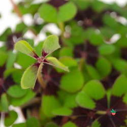 Oxalis Cruz Negra