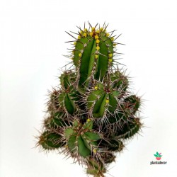 Euphorbia Fruticosa