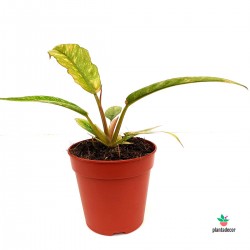 Cuidados Philodendron "Ring of Fire"