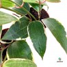 Hoya Latifolia Albomarginata M-6