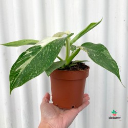 Planta tropical  Jose Buono
