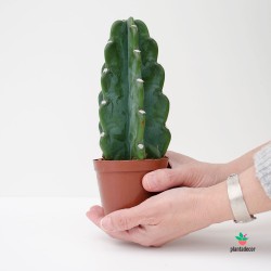 Cereus Jamacaru "Hybrid" - Cuddly Cactus