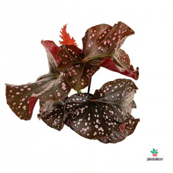 Begonia Wings 'Cracklyn Rosie'