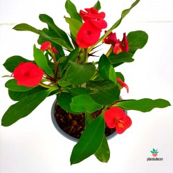 Euphorbia Milii Roja