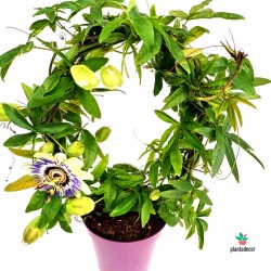 Cuidados Passiflora Caerulea