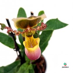 Orquídea Paphiopedilum 'Pinocchio'