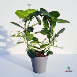 Stephanotis Floribunda