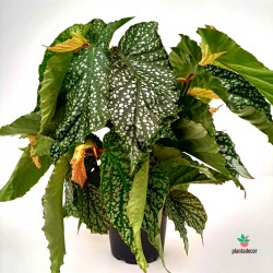 Begonia Wings 'Olé' - New