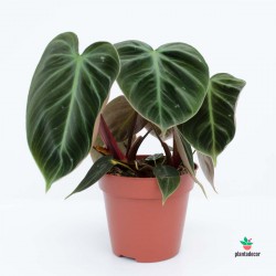 Philodendron Choco Red
