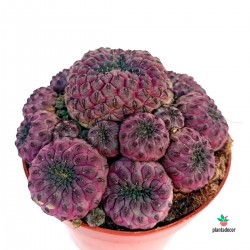 Cactus Sulcorebutia Purple