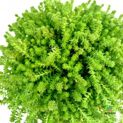 Comprar  Sedum Sexangulare