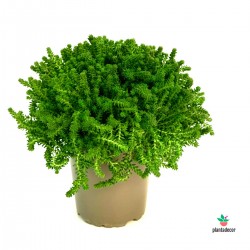 Sedum Sexangular