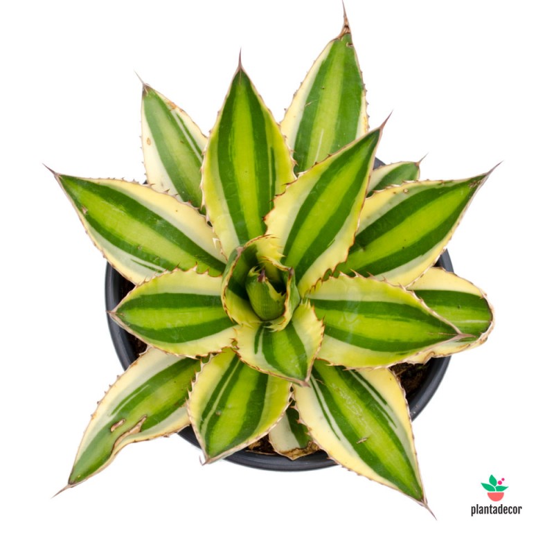 Agave Lophantha "Quadricolor Comprar Vivero Online