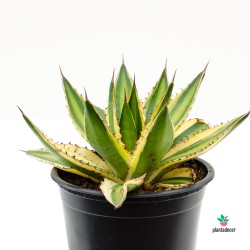 Agave Verde y amarillo