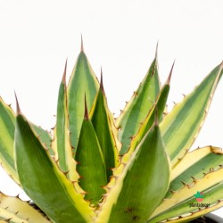 Agave Lophantha "Quadricolor