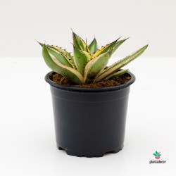 Agave Lophantha "Quadricolor" Envios España