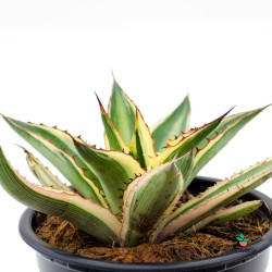 Comprar Agave Lophantha "Quadricolor"