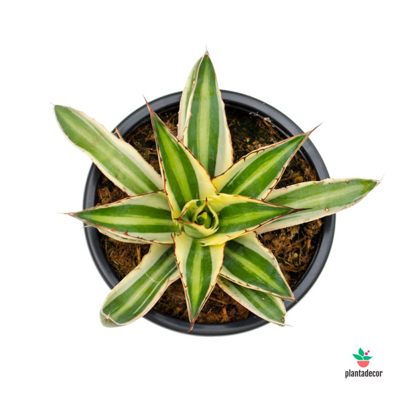 Agave Lophantha "Quadricolor"