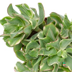 Crassula Curly Variegada