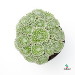 Sempervivum Arachnoideum comprar