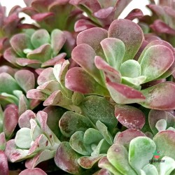 Sedum Purpura