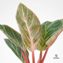 Philodendron 'Pink Bikini'