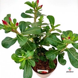 Adenium Obesum 'Red'