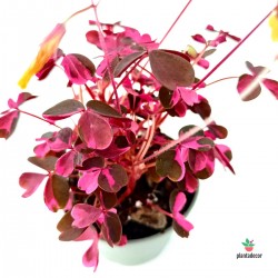 Oxalis Pink 'Mini'