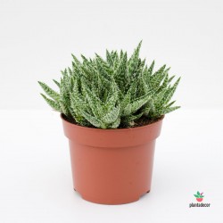 Aloe Crystal