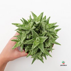 Aloe Sugar Crystal